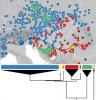 Rozšíření hlavních mitochondriálních linií hlemýždě zahradního (Helix pomatia, viz fylogenetický strom dole). Tečkovaná čára ukazuje odhadovanou severní hranici glaciálních refugií druhu, předpokládanou na základě genetických dat a polohy refugií jiných druhů jižně  od Alpského ledovce a Panonské pánve. Zelená linie se v oblasti Chorvatska a Bosny skládá ze tří podlinií s nepřekrývajícími se areály. Orig. O. Korábek