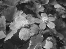 Vzhled hvězdnatce zubatého (Hacquetia epipactis) na první pohled nejspíš nenapoví, že jde o zástupce  čeledi miříkovitých (Apiaceae). Foto T. Urfus
