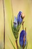 Modrásek hořcový (Phengaris alcon f. alcon) klade svá drobná bílá vajíčka na poupata hořce hořepníku (Gentiana pneumonanthe). Foto Š. Červený