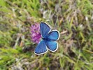 Samec modráska komonicového (Polyommatus dorylas), který se v Týnčanském krasu na Příbramsku vylíhl  opět po 28 letech. Foto O. Sedláček