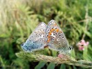 Pár modráska vičencového (Polyommatus thersites) z reintrodukované  populace na lokalitě Dívčí hrady v Praze. Foto M. Knapp