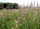 Vičenec ligrus (Onobrychis viciifolia) slouží na Dívčích hradech nejen jako  živná rostlina pro modráska vičencového, ale v budoucnu snad i pro u nás téměř vymřelého modráska ligrusového  (Polyommatus damon). Je i bohatým zdrojem nektaru pro mnoho desítek  druhů včel a pestřenek. Foto M. Knapp