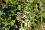 Housenka hnědáska květelového (Melitaea didyma) vypuštěná na svou živnou rostlinu čistec přímý (Stachys recta) v přírodní památce Zmrzlík,  Zadní Kopanina v Praze. Foto M. Bobek