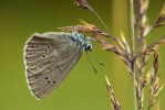 Modrásek hořcový (Phengaris alcon f. alcon) klade svá drobná bílá vajíčka na poupata hořce hořepníku (Gentiana pneumonanthe). První část  larválního vývoje probíhá v semenících hořce, později jsou housenky adoptovány mravencem drsným (Myrmica scabrinodis). Foto Š. Červený