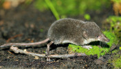 Mladý rejsec vodní (Neomys fodiens) s nevýrazně vyvinutými brvami na zadním chodidle a spodní straně ocasu. Foto M. Anděra