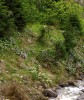 Přírodní lokalita pozemníku Epigaea gaultherioides v Pontickém pohoří (Turecko).  Foto P. Krystof