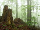 Torza obrovských jedlových pahýlů navozují představy o minulé podobě dnešního „bukového moře“. NPR Mionší. Foto J. Běťák