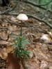 Špička cibulová (Marasmius alliaceus). NPR Razula, CHKO Beskydy. Foto D. Janík