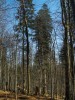 V beskydské národní přírodní rezervaci Salajka reagovala populace buku lesního (Fagus sylvatica) na uvolnění růstového prostoru po rozpadající se etáži jedle bělokoré (Abies alba) velkými tloušťkovými přírůsty. Počet buků s tloušťkou kmene přesahující 10 cm se za pouhých 13 let zvýšil z 3,1 tisíce na 8,8 tisíce. Foto D. Janík 
