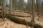 Odumřelé jedle v pralese Salajka. V zastoupení podle počtu stromů má jedle bělokorá (Abies alba) podíl 62 % z tlejících stromů a 5 % živých stromů. Je třeba se rozhodnout, jak řešit extinkční dluh organismů vázaných na tlející dřevo  jedle. Blíže v textu. Foto T. Vrška