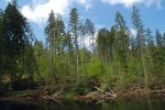 Boubínský prales 29. října 2017  narušil orkán Herwart. Snímek z r. 2018