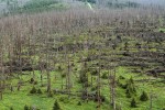 Smrkové porosty na Poledníku v NP Šumava jen několik let po silném větru (vyvrácené partie) a gradaci lýkožrouta smrkového (les odumřelý nastojato). Spontánní obnova dřevin již započala, bude ale probíhat desítky let.  Snímek z r. 2016. Foto P. Šamonil