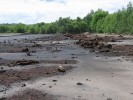 Relikt pravěkého převážně borového pralesa z raného holocénu odhalený  pod vrstvou rašeliny v blízkosti  Nového Strašecí. Dendrochronologické a paleobotanické analýzy ukázaly,  že porost se vyvíjel především pod  vlivem požárů a měnící se hladiny  podzemní vody. Foto P. Šamonil