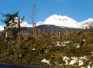 Disturbance smrkového porostu  pod hřebenem Vysokých Tater  v důsledku extrémně silného padavého větru (někdy označován jako přepadový vítr) v r. 2004. Fotografie  byla pořízena v r. 2005