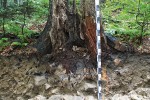 Pod pahýlem buku na flyši v národním parku Gorce (Polsko) dochází k proje­vu stagnující vody v půdě. Barva půdy se mění z rezivé na šedou až šedomodrou. Foto P. Šamonil