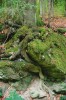 Kořen buku lesního (Fagus sylvatica) pronikající mezi kameny.  Plitvická jezera, Chorvatsko. Foto P. Šamonil