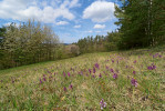 Přírodní památka Svaté Pole na Horažďovicku hostí jednu z největších populací vstavače kukačky (Anacamptis morio) v Čechách. Tisíce rostlin zde  rostou ve společenstvech ovsíkových luk a acidofilních trávníků mělkých půd. Foto D. Průša