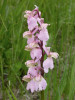 Ukázka variability v barvě  a tvaru květů – vstavač kukačka (Anacamptis morio). Foto M. Štech