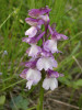 Ukázka variability v barvě  a tvaru květů – vstavač kukačka (Anacamptis morio). Foto M. Štech