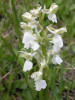 Ukázka variability v barvě  a tvaru květů – vstavač kukačka (Anacamptis morio). Foto M. Štech