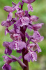 Vstavač kukačka (Anacamptis morio) byl v minulosti jednou z našich nejhojnějších jarních orchidejí. V důsledku dramatického ústupu v průběhu druhé poloviny 20. století se ale dostal až mezi kriticky ohrožené druhy a v současnosti je považován za jeden ze symbolů ohrožené přírody. Foto D. Průša
