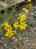 Rostlina roku 2025 – jihoafrický starček úzkolistý (Senecio inaequidens). Foto J. Doležal