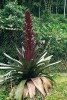 Právě vykvétající Alcantarea imperialis přesazená na tábořiště v národním parku Serra dos Órgãos, objekt v přírodě zpravidla nedostupný. Foto M. Studnička
