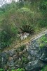 Na žulové mokré skále, nevhodné k uchycení dřevin, se na výsluní daří mnoholeté růžici Alcantarea imperialis. Přirozené bydliště druhu v Serra dos Órgãos, Teresópolis, Brazílie. Foto M. Studnička 