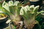 Hohenbergia leopoldo-horstii ve sbírce Botanické zahrady v Rio de Janeiru. Druh byl popsán ze státu Bahia r. 1991. Foto M. Studnička