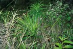 Ve společenstvu s rostlinami z čeledi Velloziaceae  roste velká růžice Alcantarea geniculata (čeleď bromeliovitých – Bromeliaceae), na skále  v brazilském pohoří Serra dos Órgãos nedaleko města Teresópolis. Foto M. Studnička