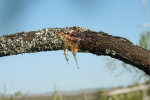 Klovatina vyvěrající z větve akácie (Acacia sp.). Rostlinné výměšky byly  klasifikovány již v době, kdy ještě nebylo známo jejich přesné chemické složení. Nejen proto jsou často zaměňovány a klovatina bývá nesprávně označována jako pryskyřice. Rezervace Bontebok  v Jihoafrické republice. Foto E. Smržová