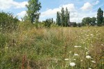 Obdobnou vegetaci nalezneme téměř všude okolo lidských sídel. Jde o neudržované plochy, které postupně zarůstají keři a stromy. Foto Z. Lososová