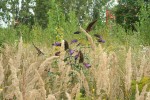 Neudržovaná plocha představuje jak druhotný biotop pro původní rostliny, tak významný zdroj nepůvodních  druhů – jako zde komule Davidovy (Buddleja davidii). Foto Z. Lososová
