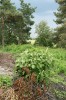 Na místech obecních kompostů se setkáváme se zástupci druhů pěstovaných pro okrasu. Častěji zplaňuje např. slunečnice topinambur (Helianthus tuberosus), na snímku zatím řídce zplaňující líčidlo americké (P. americana).  Foto J. Pergl