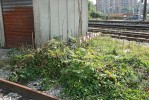 Vágní prostor podél kolejí ve  Středozemí s pajasanem žláznatým (Ailanthus altissima) a líčidlem  jedlým (Phytolacca esculenta). Foto J. Pergl