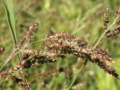 Mezi celosvětově nejrozšířenější naturalizované druhy patří řada i u nás běžných plevelů, např.  ježatka kuří noha (Echinochloa crus-galli). Foto P. Pyšek