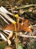 K mykoheterotrofním rostlinám se řadí Voyria aphylla (hořcovité – Gentianaceae) vyskytující se v neotropické oblasti. Foto J.-M. Dupont a M. Merdalski