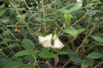 Trochetiopsis erythroxylon z čeledi slézovitých (Malvaceae), Královské botanické zahrady v Kew, Velká Británie. Foto: T. Peš