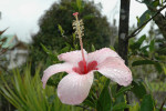 Ibišek Hibiscus genevii popsal v r. 1832 český přírodovědec, zahradník a cestovatel Václav Bojer. Foto: T. Peš