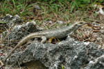 Scink Telfairův (Leiolopisma telfairi) na ostrově Ile aux Aigrettes, u jihovýchodního pobřeží Mauricia. Foto: T. Peš
