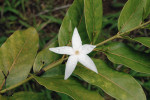Reintrodukovaná Ramosmania rodriguesii v rezervaci Grande Montagne, ostrov Rodrigues. Foto: T. Peš
