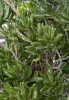 Pennantia baylisiana, v botanické zahradě v Aucklandu na Novém Zélandu. Foto: T. Peš