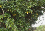 Liána Tecomanthe speciosa z čeledi trubačovitých (Bignoniaceae). Foto: T. Peš