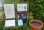Informace o Nesiotes elliptica z čeledi řešetlákovitých (Rhamnaceae) u prázdného květináče v botanické zahradě v Kew. Foto: T. Peš