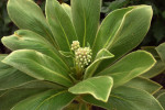V botanické zahradě ve francouzském Brestu se z několika živých buněk neklíčivých semen Cylindrocline lorencei, keře z čeledi hvězdnicovitých (Asteraceae), podařilo vypěstovat v laboratorních podmínkách (in vitro) tři klony. Po mnoha peripetiích se povedlo dopěstované sazenice vrátit na Mauricius. Foto T. Peš