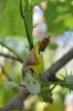 Ibišek Hibiscadelphus giffardianus, Botanická zahrada Cambridge, Velká Británie. Foto: T. Peš