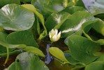 Leknín Nymphaea thermarum, Botanická zahrada v Mohuči, Německo. Foto: T. Peš