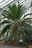 Cykas Encephalartos woodii v Královských botanických zahradách v Kew, Velká Británie. Foto: T. Peš