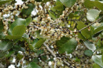 Kvetoucí Diospyros egrettarum z čeledi ebenovitých (Ebenaceae). Foto: T. Peš