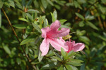 Pěnišník Rhododendron kanehirai, Botanická zahrada Fushan, Tchaj-wan. Foto: T. Peš